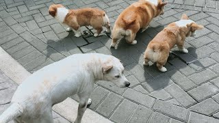 Anjing Corgi, Samoyet, Kintamani Rukun