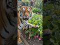 বাঘিনি জমির মধ্যে ওটা কি তুলে দেখাচ্ছে😯#Tiger #ai #funny #trending #comedy #shorts