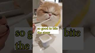 My Cat Eats Yogurt - Asmr Cat #shorts #kitten #cat