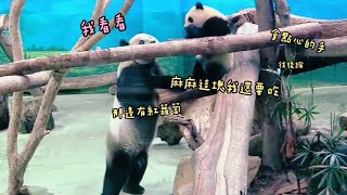 【精彩1分鐘回顧】圓寶就是愛撒嬌,看到保育員也狂撒嬌超可愛|熊貓貓熊The Giant Panda Yuan Yuan and Yuan Bao|台北市立動物園