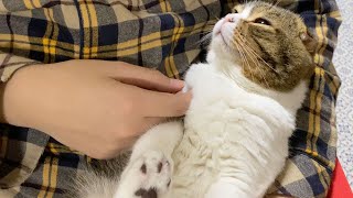 奇跡！ダサいパジャマのおっさんに甘えまくる猫(今回は噛まれません！)