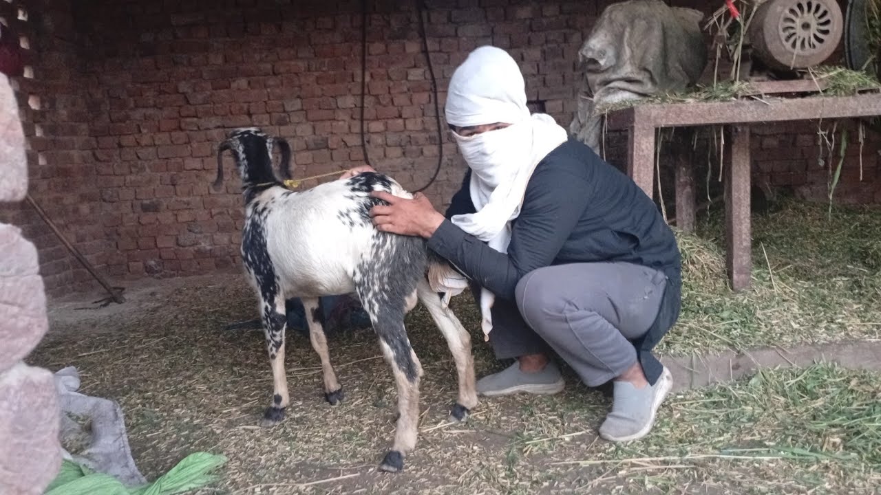 Yesterday Boy First Experience 😲 With Romantic Goat😜
