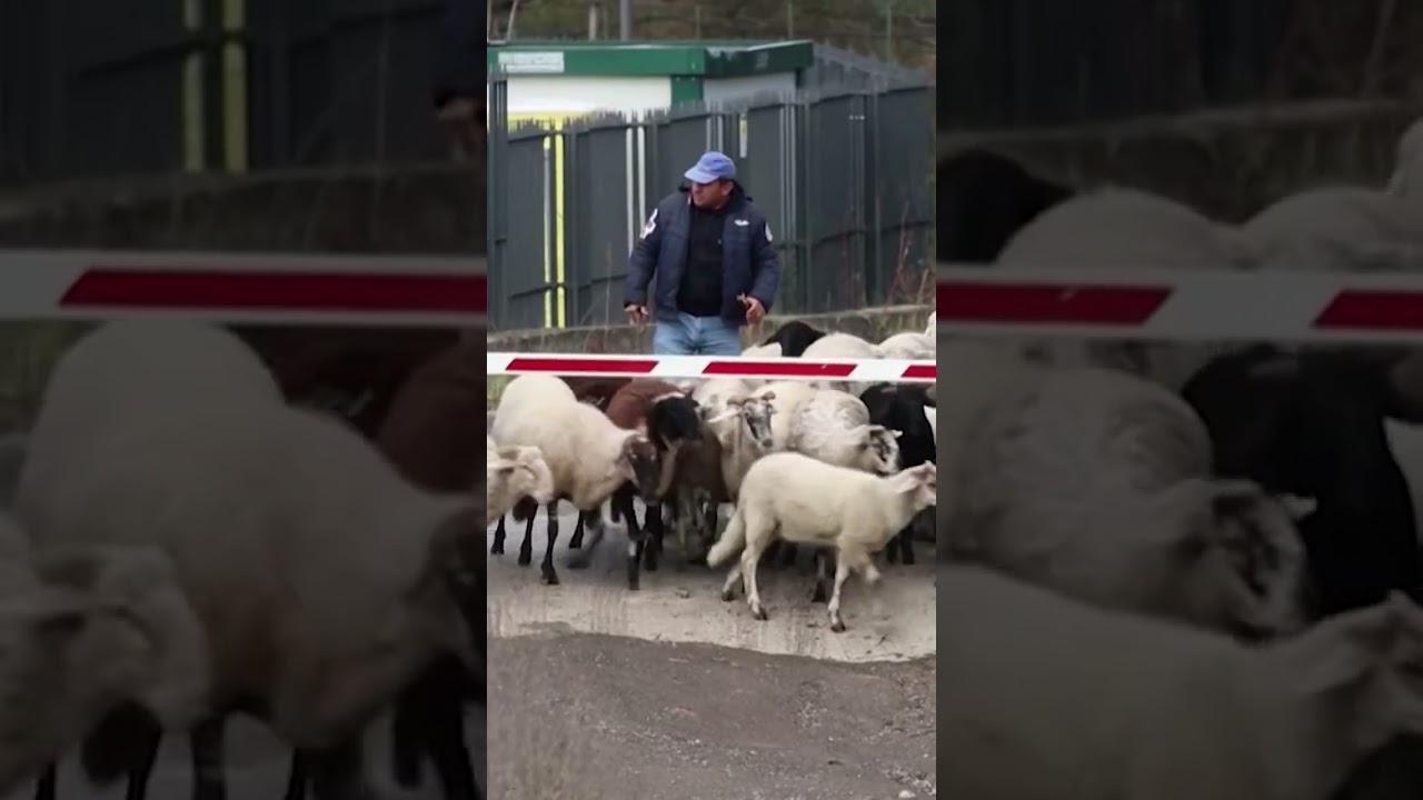 Ovejas son las encargadas de la jardinería en Pompeya