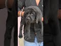 #labrador #blackmoney #doglove #dogshorts #trending #trendingshorts