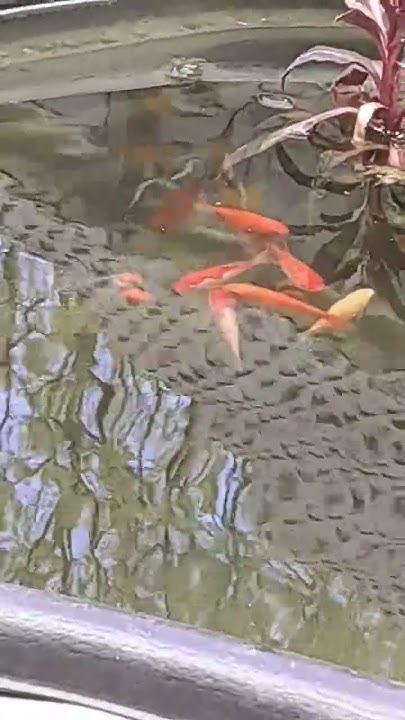 Meine Fische am chillen Fische Teich Tiere chillen 