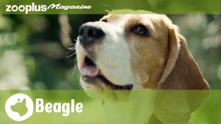 De Beagle: alles over deze zelfbewuste jachthond | zooplus.nl