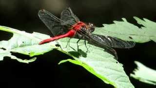 Ruby Meadowhawk - August 25, 2013