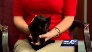 Can you help this kitty find a forever home?