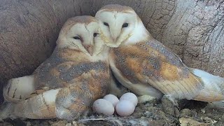 From Nest Search to Eggs: Barn Owls Gylfie & Finn's Love Story | Gylfie & Finn | Robert E Fuller