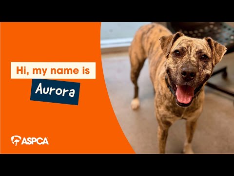 Aurora Adoption Video