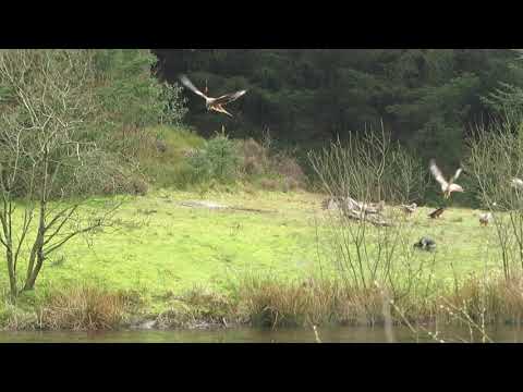 Red Kite Feeding Time #3
