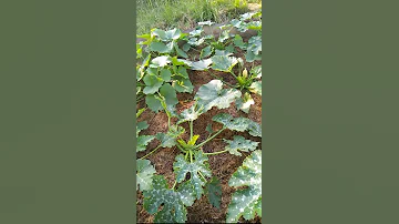 Почему кабачки сажают на компостной куче......