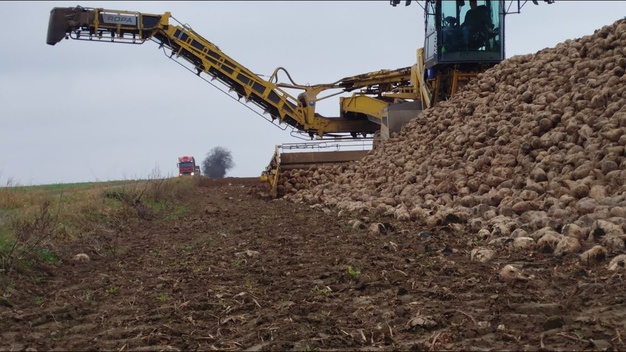 Ropa Maus 6 am Rüben Verladen 