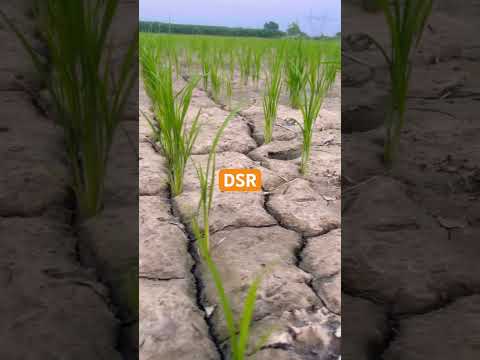 #dsr #paddy #shorts