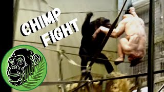 Epic Battle Jambo The Bald Chimpanzees Mive Fight