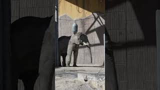 Adult Elephant Playing in Schönbrunn ZOO