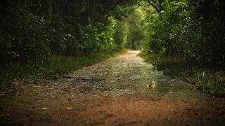 Calming Forest Rain | Relaxing Ambient Nature Sounds