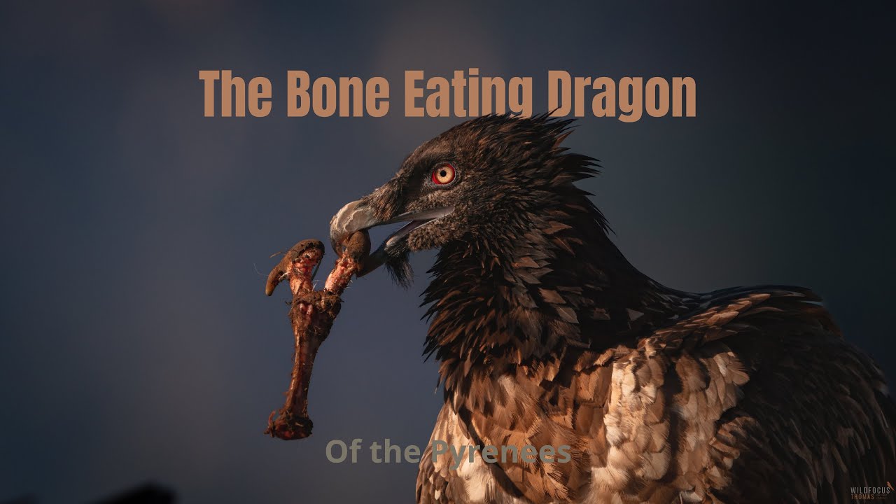 The Bone Eating Dragon of the Pyrenees