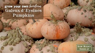 Sow Right Seeds | Galeux d'Eysines Pumpkin