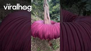 Massive Corpse Flower in Sumatra, Indonesia || ViralHog