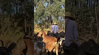 Easy Goat Farming Ideas for Beginners 17  #agrobusiness #goat #theothersideofmakebelieve