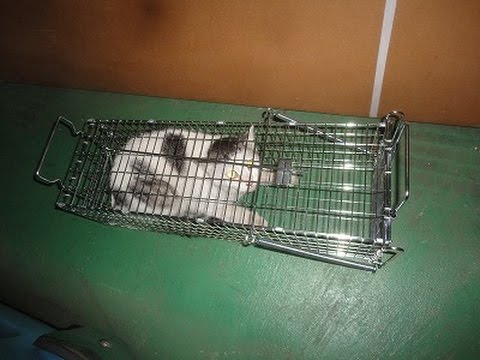 猫捕獲成功！