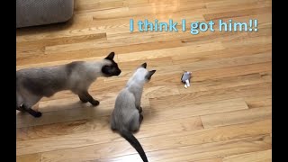 Siamese Kitten - Sokka Learns Mousing