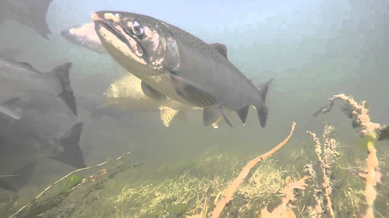 salmon run 2015 YouTube