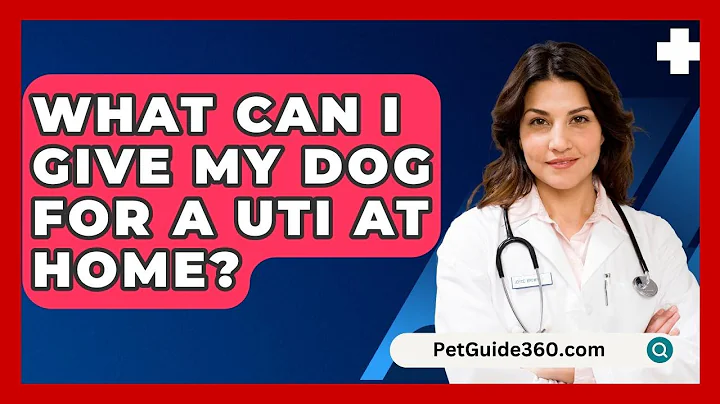 What Can I Give My Dog For A UTI At Home? - PetGuide360.com