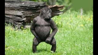 Cute Monkeys Part #1 - Funny Monkeys Will Make You Laugh Hard Compilation 2017 - Pet Cute Animals