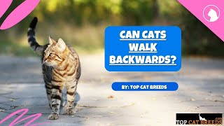 Can Cats Walk Backwards | Top Cat Breeds