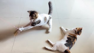 Two Cute Cats Playing With Stick😜😻| Angle Leo💖 by Angle Leo 2,171 views 3 months ago 56 seconds