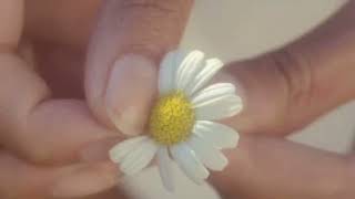 Papatyanin Son Yapragi