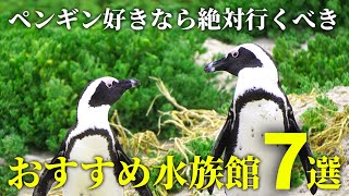 水族館で買ったペンギン 水族館で買ったペンギン すみだ水族館 オリジナル 飼育員監修 マゼラン