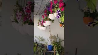 Balcony entrance decoration ideas # how to decorate garden # winter flowering plants # vlogs# Feb