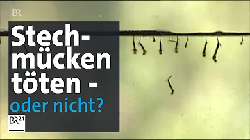 Wie sterben Mückenlarven?