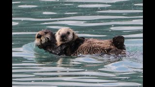 Part 9 Alaska Inside Passage 2025.  Elfin Cove and Glacier Bay National Park.
