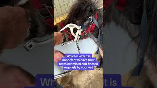 Why Horses Need Annual Dental Floats 🦷🐴 | Equine Vet Care