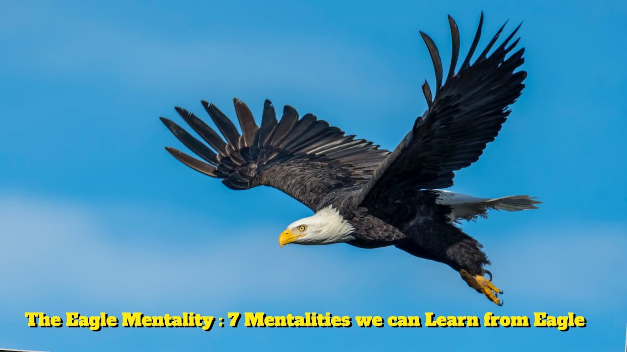 The Eagle Mentality | 7 Mentalities we can Learn from Eagle