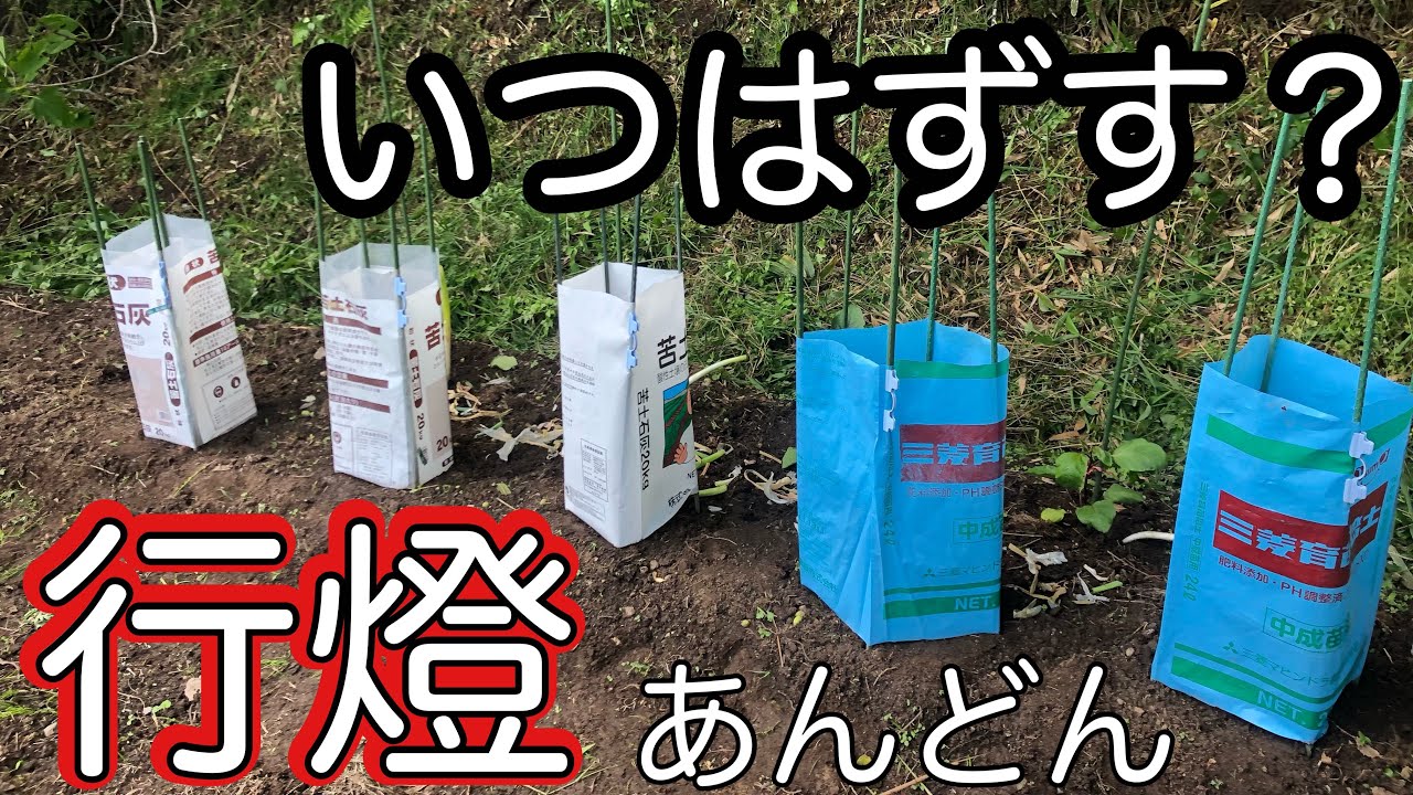 行灯70 貴重な初期型農家の納屋から出て来ました。 行燈をはずすタイミングと支柱誘引 - YouTube