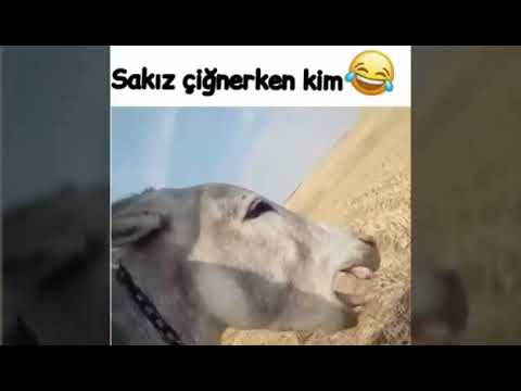 SAKIZ ÇİĞNERKEN KİM ETİKETLE 😂🤣🤣🤣😂😂😂👍