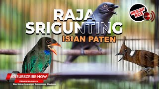 🔴Raja Masteran Srigunting Abu Super Gacor Isian Cililin Kunti Tengkek