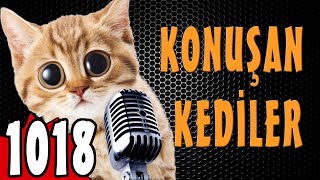 Babalar Günü Özel - Konuşan Kediler 1018 - En Komik Kedi Videoları