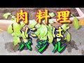 ハーブ バジル 栽培 肉料理の必需品 タネから育てプランターに定植  #園芸 #家庭菜園