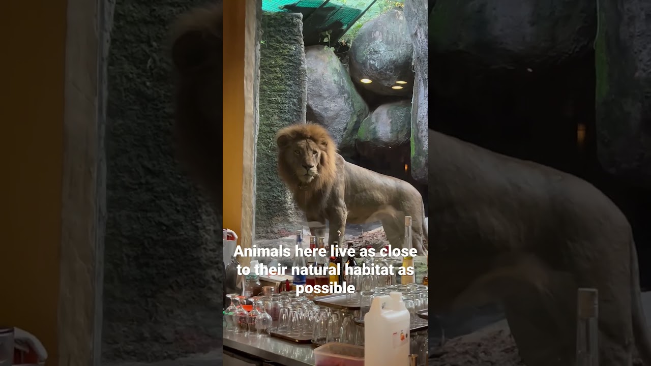 Lions Restaurant in Bali 