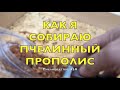 Как Я Собираю Пчелиный Прополис