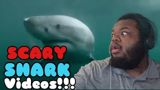 6 Shark Encounters That Will Haunt You (REACTION) #sharks #animals 😳🦈