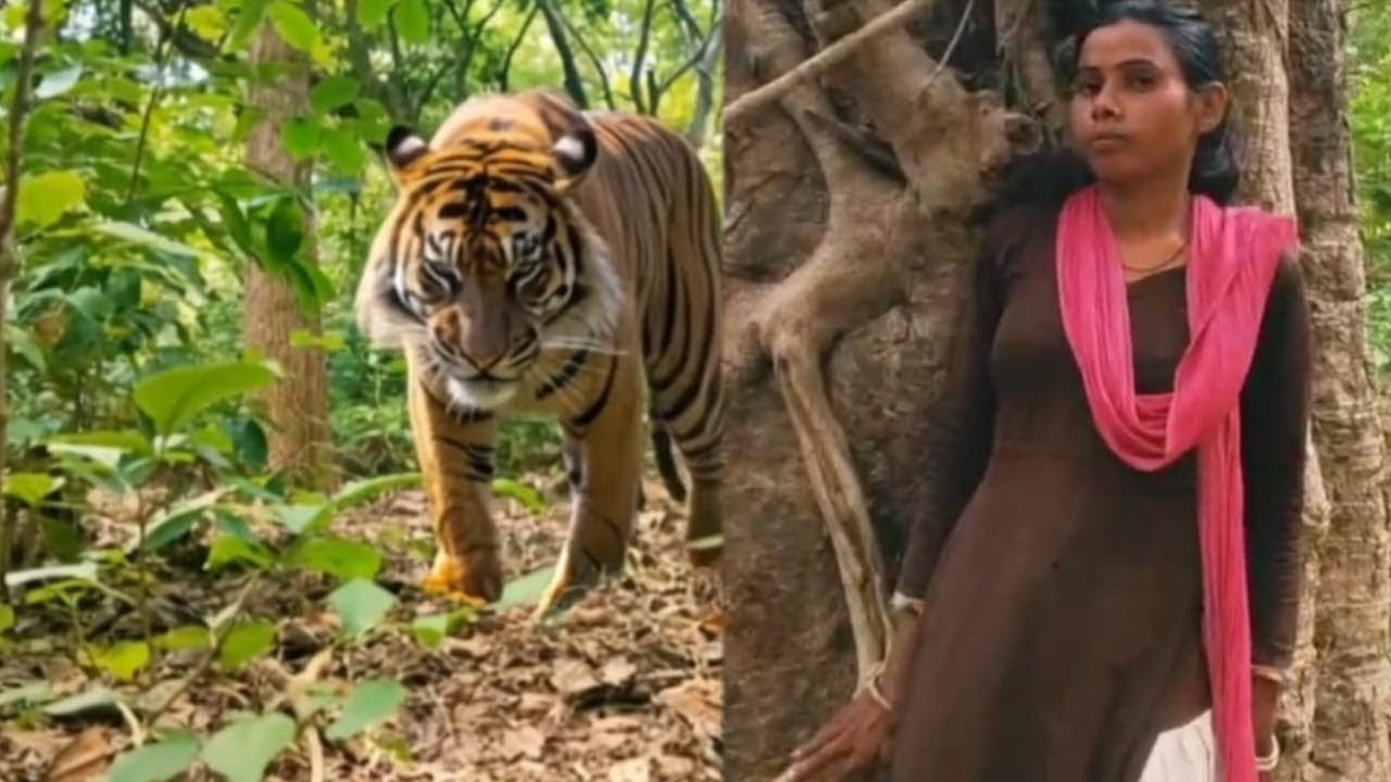 Tiger Attack On Village Girl in the forest l tiger Attack man in forest yay🌳nga🙏tiger attack,,,🦁🌳B.🤫