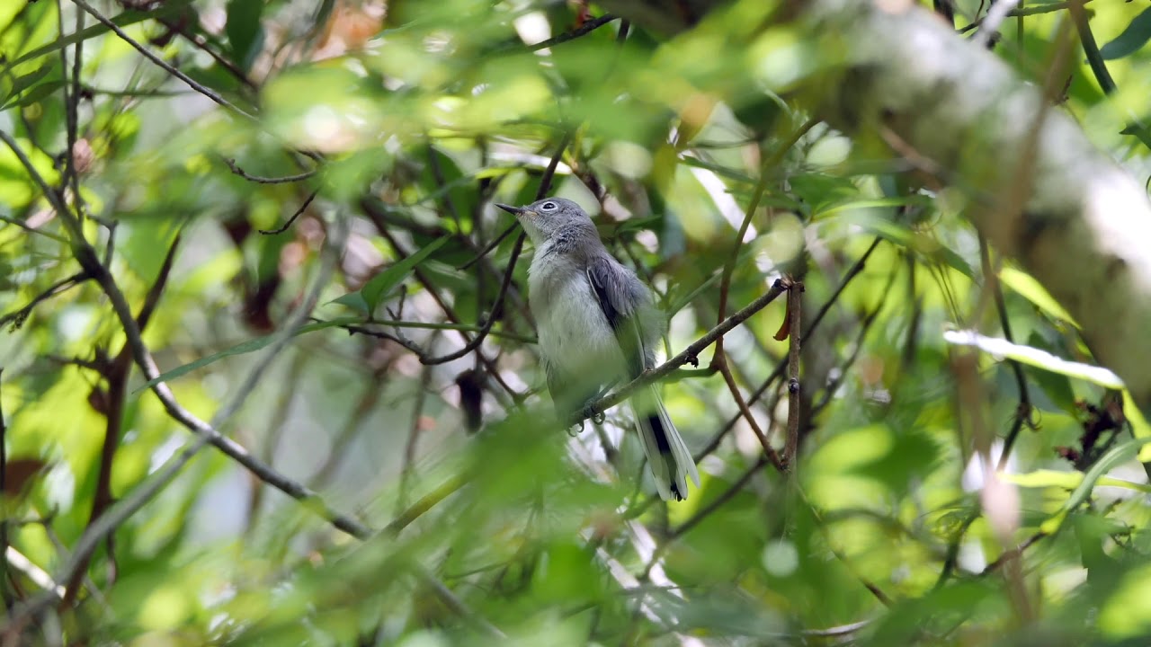 Blue-gray Gnatcatcher 