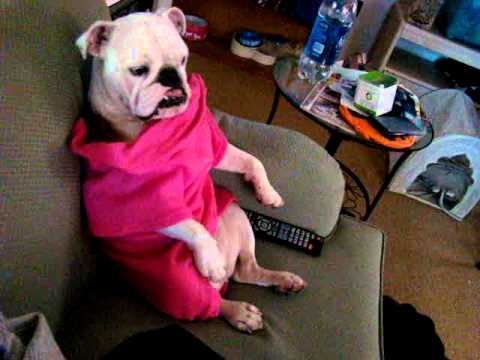 Image result for dog watching tv from couch